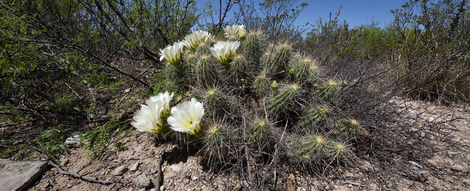 Echinocereus Online Shop