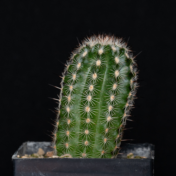 Echinocereus fitchii albertii, USA, Texas, Alice