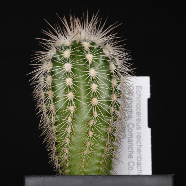 Echinocereus reichenbachii subsp. baileyi, USA, Oklahoma, Caddo Lake