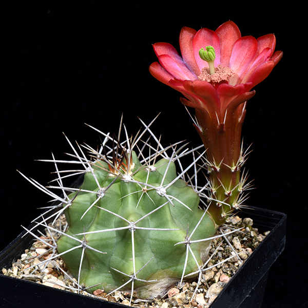 Echinocereus mojavensis, USA, Utah, Rot-Rosa Bluete