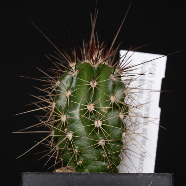 Echinocereus acifer, Mexico, Guanajuato, El Cubo