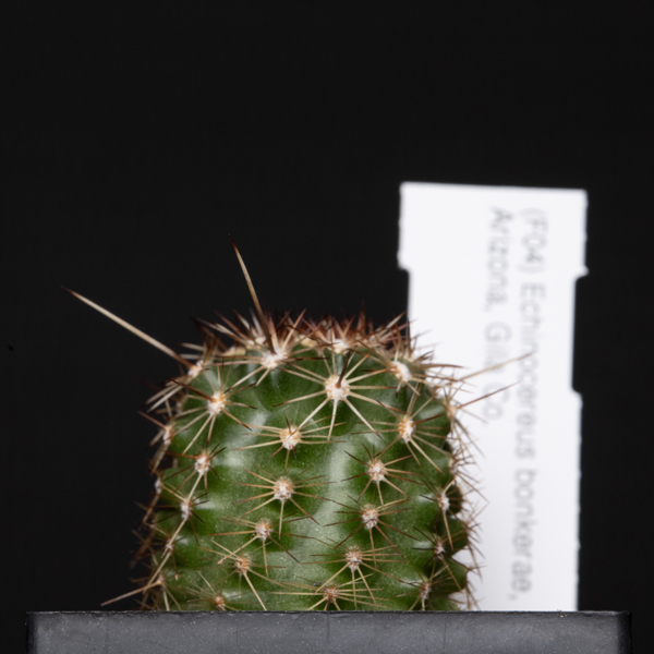 Echinocereus bonkerae, USA, Arizona, Gila Co.