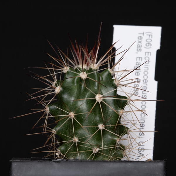 Echinocereus coccineus, USA, Texas, Eagle Pass