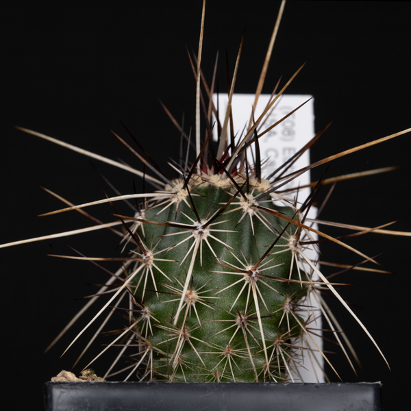 Echinocereus engelmannii, USA, California, Sandy Valley