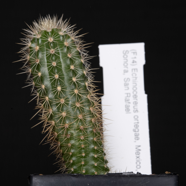 Echinocereus ortegae, Mexico, Sonora, San Rafael