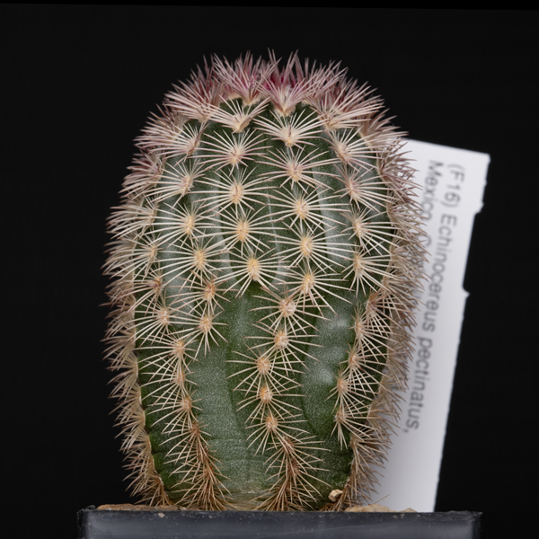 Echinocereus pectinatus, Mexico, Coahuila, La India