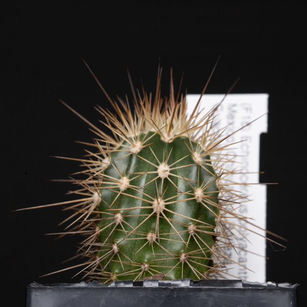 Echinocereus polyacanthus, Mexico, Chihuahua, Balleza - Guachochic