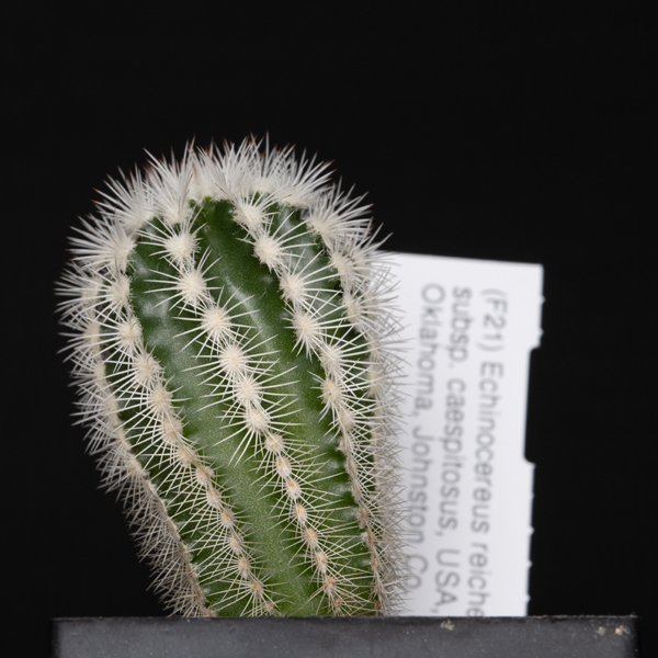 Echinocereus reichenbachii subsp. caespitosus, USA, Oklahoma, Johnston Co.