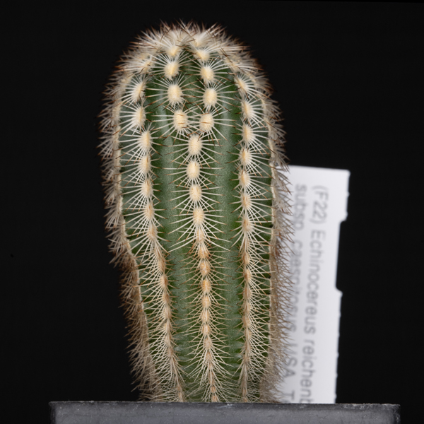 Echinocereus reichenbachii subsp. caespitosus, USA, Texas, Jack Co.