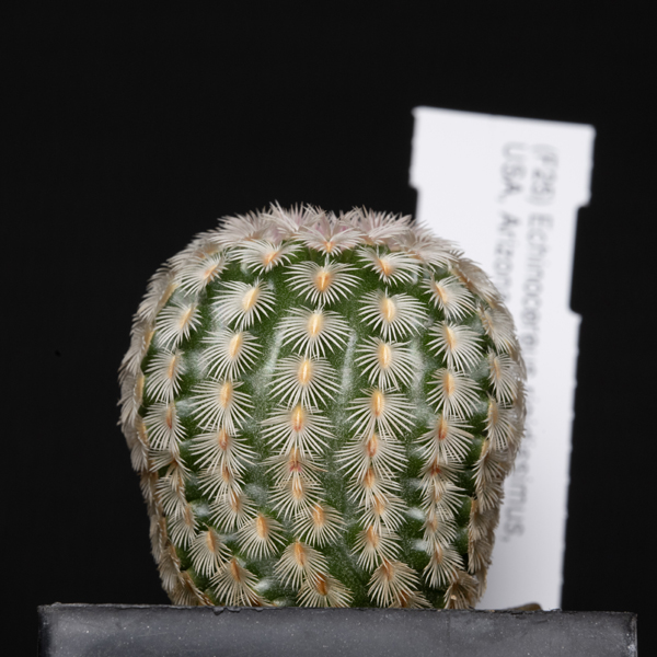 Echinocereus rigidissimus, USA, Arizona, Parker Lake