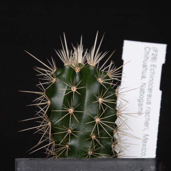 Echinocereus rischeri, Mexico, Chihuahua, Nabogame