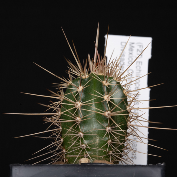 Echinocereus salm-dyckianus, Mexico, Chihuahua, Creel - Divisadero