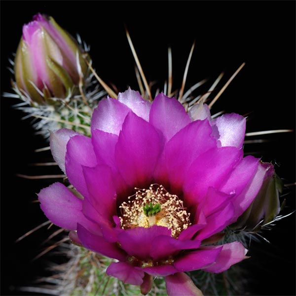 Echinocereus engelmannii subsp. fasciculatus, USA, Arizona, Jerome, 100 Korn