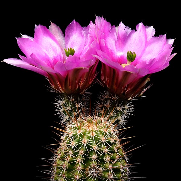 Echinocereus engelmannii subsp. fasciculatus, USA, Arizona, Tucson - Oracle, 50 Korn