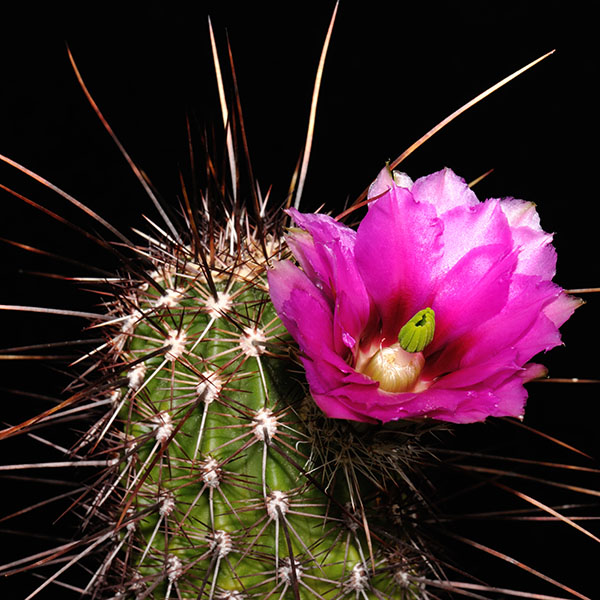 Echinocereus engelmannii subsp. fasciculatus, USA, Arizona, Apache Trail, 25 Korn