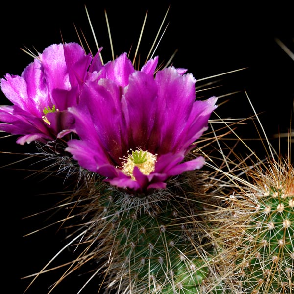Echinocereus bonkerae subsp. apachensis, USA, Arizona, Apache Trail, 25 Korn