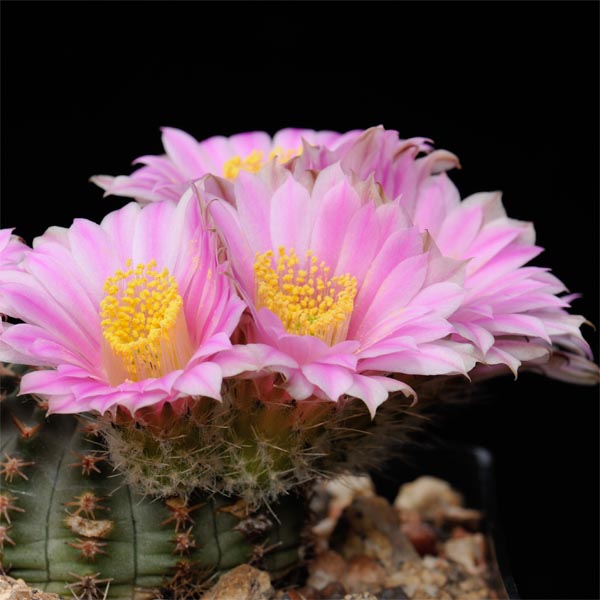 Echinocereus pulchellus, Mexico, 25 Korn