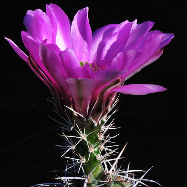 Echinocereus fendleri subsp. kuenzleri, USA, New Mexico, 25 Korn