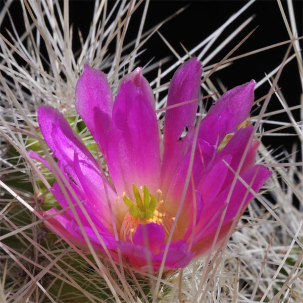 Echinocereus parkeri subsp. gonzalezii, Mexico, Tamaulipas, Dulces Nombres, LAU1375, 25 Korn