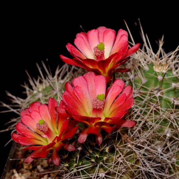 Echinocereus mojavensis, USA, Arizona, Flagstaff - Page, 25 Korn