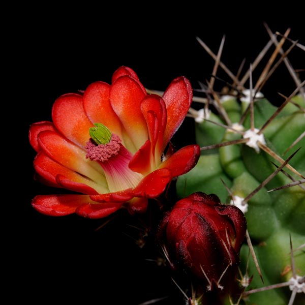 Echinocereus coccineus subsp. paucispinus, USA, Texas, Del Rio, 25 Korn