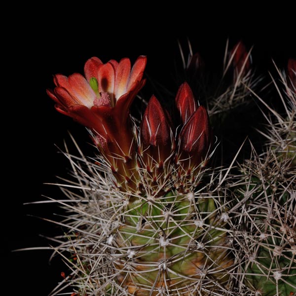 Echinocereus mojavensis, USA, Utah, Capitol Reef, 25 Korn