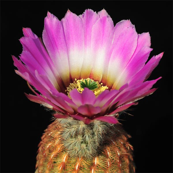 Echinocereus reichenbachii subsp. burrensis, Mexico, Coahuila, Sierra del Carmen, 100 Korn