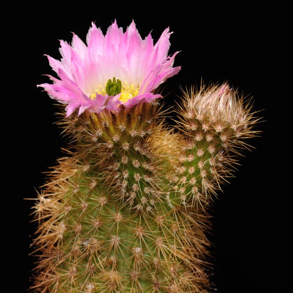 Echinocereus websterianus, Mexico, Sonora, San Pedro Nolasco, 25 Korn