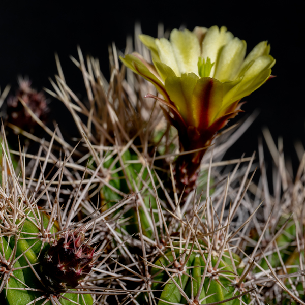 Echinocereus maritimus, Mexico, Baja California, El Rosario, 100 Korn