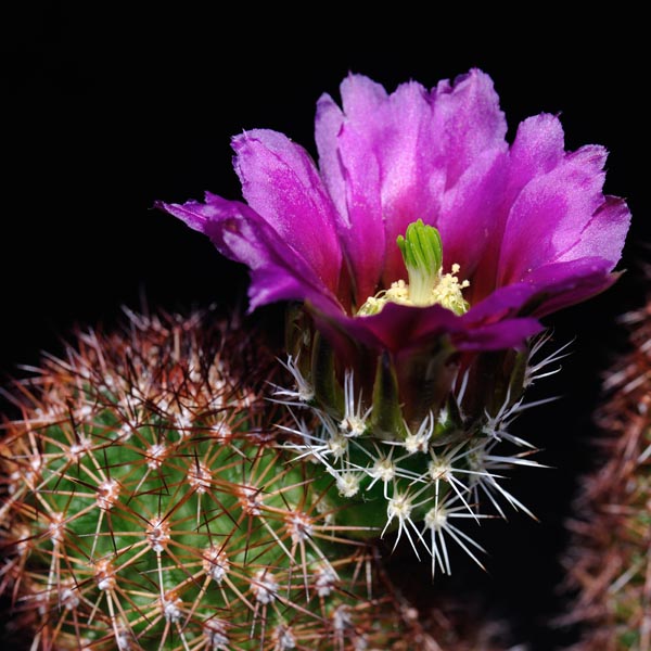 Echinocereus bonkerae, USA, Arizona, Magma Copper, 100 Korn