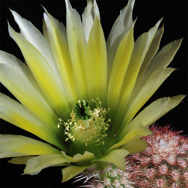 Echinocereus dasyacanthus, USA, Texas, Brewster Co., Castolon, 50 Korn