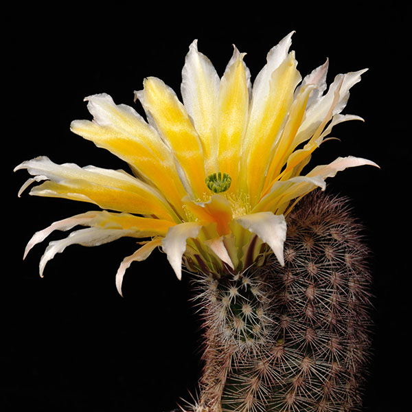 Echinocereus dasyacanthus subsp. multispinosus, Mexico, Chihuahua, San Pedro, 25 Korn