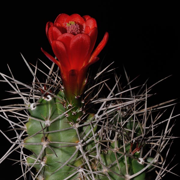 Echinocereus triglochidiatus, USA, New Mexico, Taos, 25 Korn
