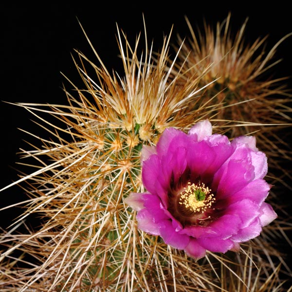 Echinocereus engelmannii, USA, Arizona, Maricopa Co., Wickenburg, 25 Korn