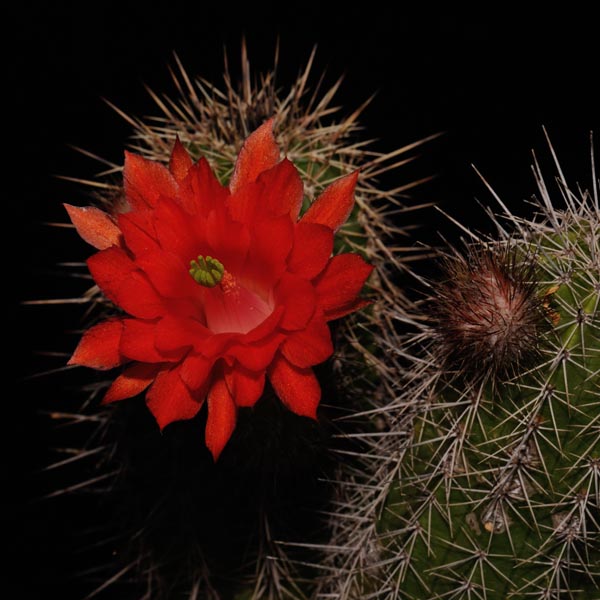 Echinocereus ortegae, Mexico, Durango, Santa Ana, 100 Korn