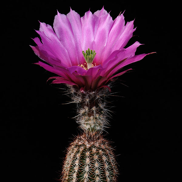 Echinocereus chisoensis, USA, Texas, Brewster Co., 100 Korn