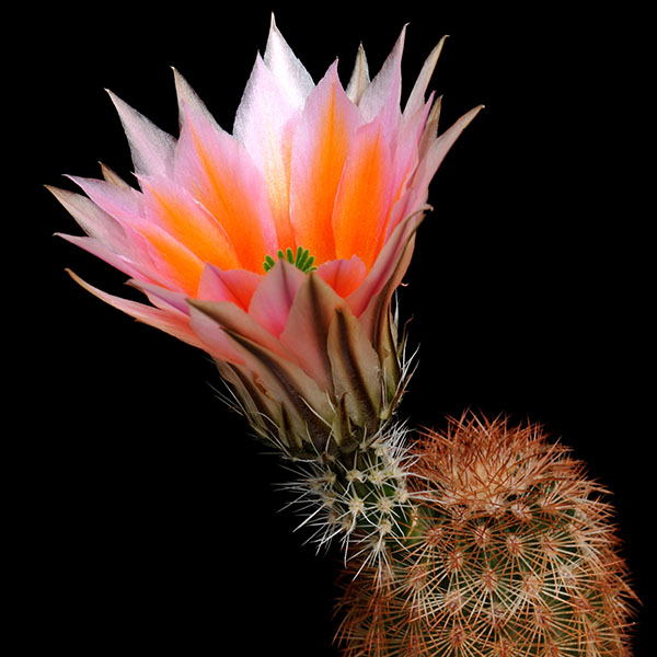 Echinocereus dasyacanthus, USA, Texas, Brewster Co., 25 Korn