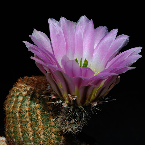 Echinocereus pectinatus, Mexico, Nuevo Leon, El Sauz, 25 Korn