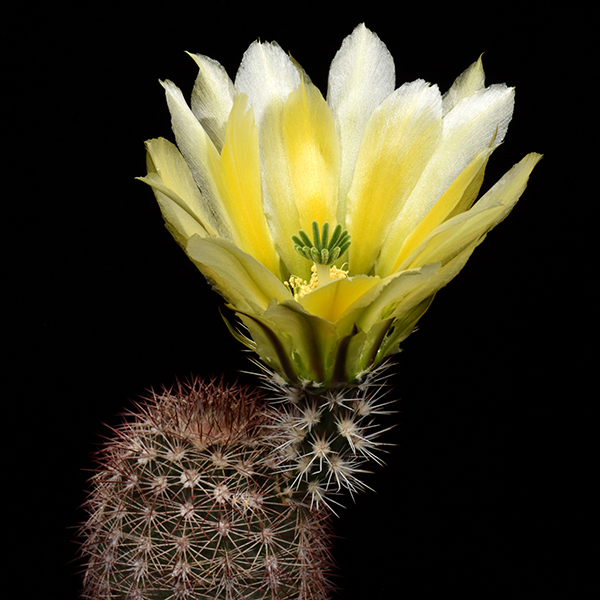 Echinocereus dasyacanthus, USA, New Mexico, Otero Co., 25 Korn