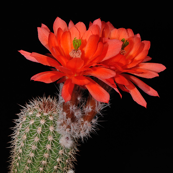 Echinocereus huitcholensis fa. plomosos, Mexico, Sinaloa, Magdalena, 25 Korn