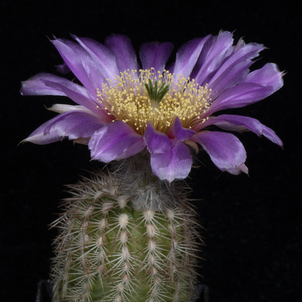 Echinocereus reichenbachii subsp. baileyi, USA, Oklahoma, Comanche Co., Lake Jed Johnson, 100 Korn
