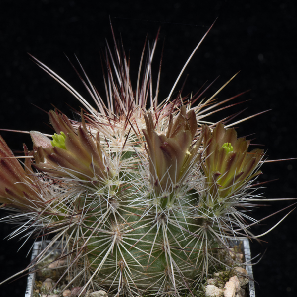 Echinocereus chloranthus subsp. rhyolithensis, USA, New Mexico, Sierra Co., JRT535, 25 Korn