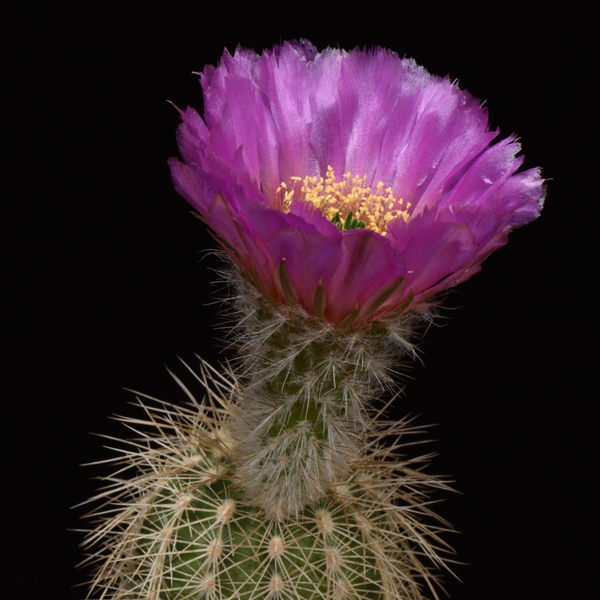 Echinocereus reichenbachii subsp. baileyi, USA, Oklahoma, Comanche Co., Caddo Lake, 50 Korn