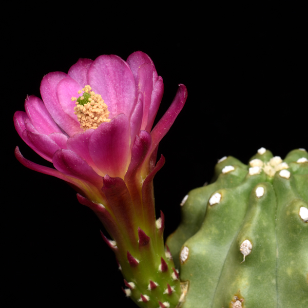 Echinocereus mojavensis fa. inermis, USA, Utah, Moab, rosa mit rot bluehende Pflanzen bestaeubt, 25 Korn