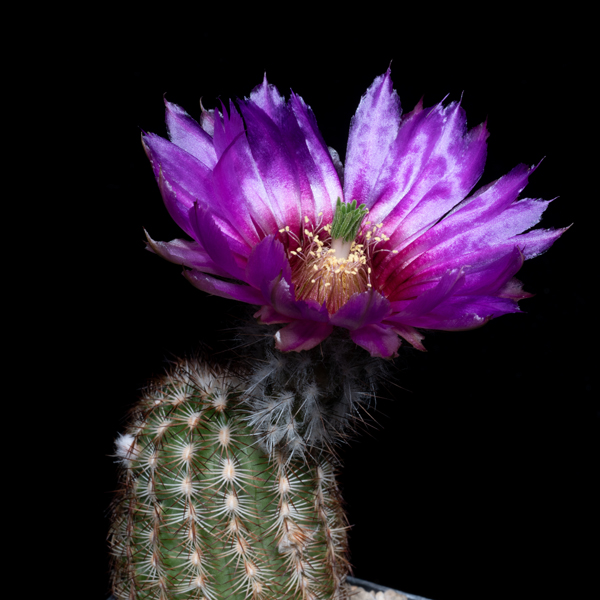 Echinocereus reichenbachii subsp. perbellus, USA, Colorado, Harmon Co., JRT213, 100 Korn