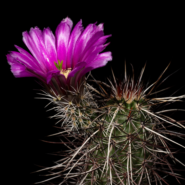 Echinocereus engelmannii, USA, California, Sandy Valley, 25 Korn