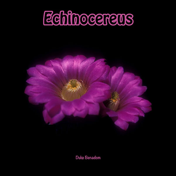Echinocereus - Das Buch von Duke Benadom