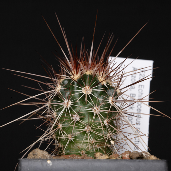 Echinocereus relictus, USA, Arizona, Black Rock