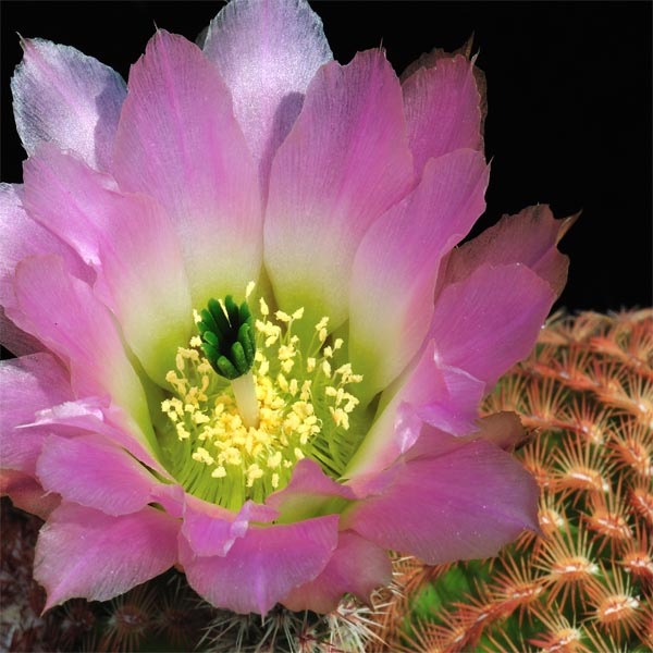 Echinocereus pectinatus, Mexico, Zacatecas, Santa Rita, 25 Korn