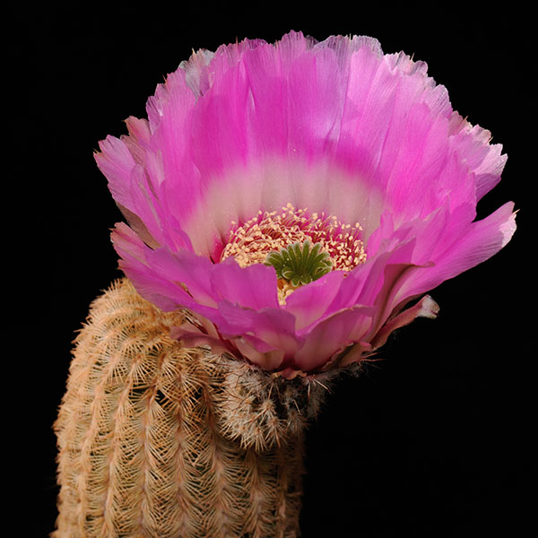 Echinocereus reichenbachii, Mexico, Coahuila, General Cepeda, 100 Korn